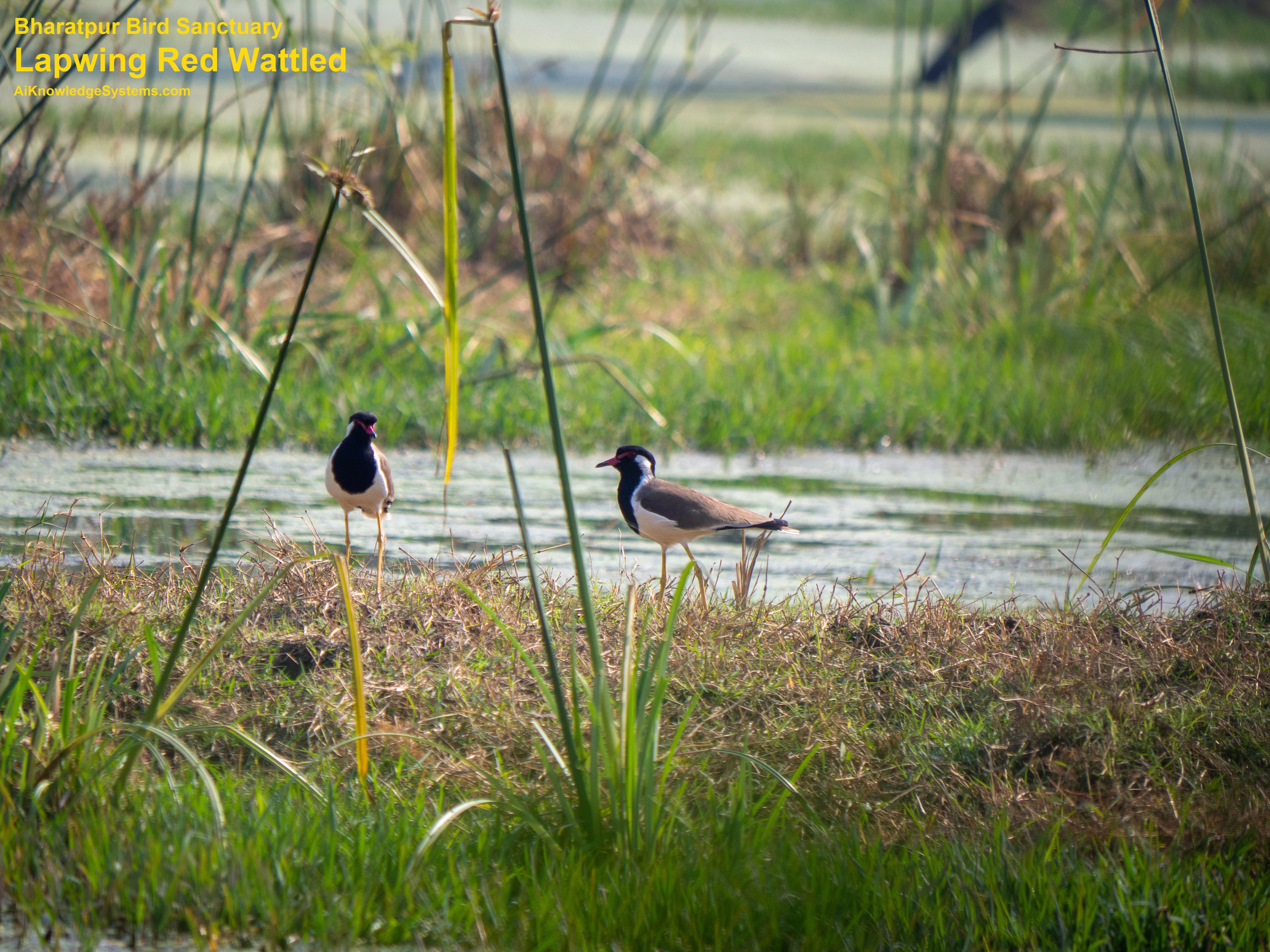 Lapwing Red Wattled (4) Coming Soon